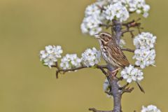 Song Sparrow, Melospiza melodia