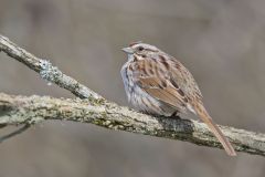 Song Sparrow, Melospiza melodia