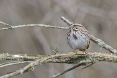 Song Sparrow, Melospiza melodia