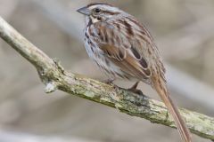 Song Sparrow, Melospiza melodia