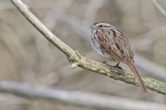 Song Sparrow, Melospiza melodia