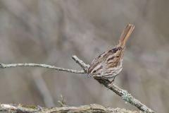 Song Sparrow, Melospiza melodia