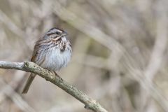 Song Sparrow, Melospiza melodia