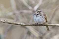 Song Sparrow, Melospiza melodia