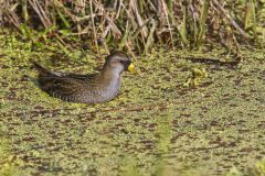 Sora, Porzana carolina