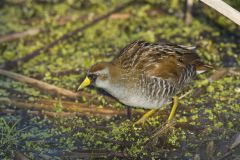 Sora, Porzana carolina