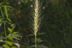 Southeastern Wildrye, Elymus glabriflorus