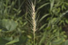 Southeastern Wildrye, Elymus glabriflorus