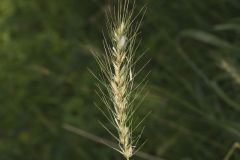 Southeastern Wildrye, Elymus glabriflorus