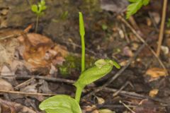 Southern Adderstongue, Ophioglossum vulgatum