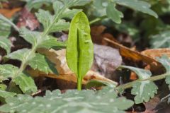 Southern Adderstongue, Ophioglossum vulgatum