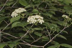 Southern Arrowwood, Viburnum dentatum