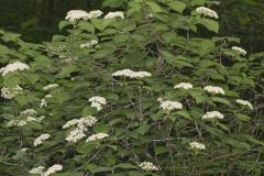 Southern Arrowwood, Viburnum dentatum