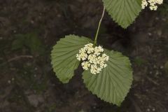 Southern Arrowwood, Viburnum dentatum