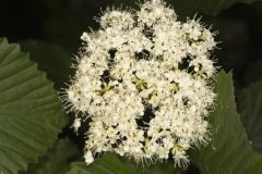 Southern Arrowwood, Viburnum dentatum