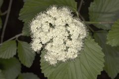 Southern Arrowwood, Viburnum dentatum