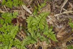 Southern Fragile fern, Cystopteris protrusa