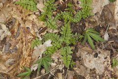 Southern Fragile fern, Cystopteris protrusa