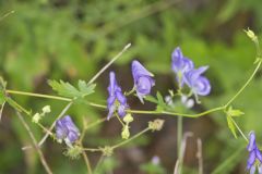 Southern Monkshood, Aconitum uncinatum