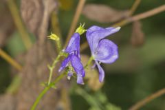 Southern Monkshood, Aconitum uncinatum