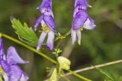 Southern Monkshood, Aconitum uncinatum