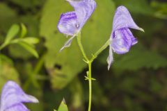 Southern Monkshood, Aconitum uncinatum