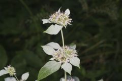 Southern Mountainmint, Pycnanthemum pycnanthemoides