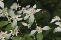 Southern Mountainmint, Pycnanthemum pycnanthemoides