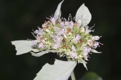 Southern Mountainmint, Pycnanthemum pycnanthemoides