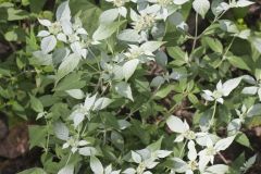 Southern Mountainmint, Pycnanthemum pycnanthemoides