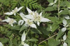 Southern Mountainmint, Pycnanthemum pycnanthemoides