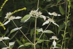 Southern Mountainmint, Pycnanthemum pycnanthemoides