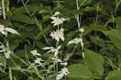 Southern Mountainmint, Pycnanthemum pycnanthemoides