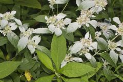 Southern Mountainmint, Pycnanthemum pycnanthemoides