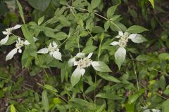 Southern Mountainmint, Pycnanthemum pycnanthemoides