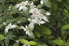 Southern Mountainmint, Pycnanthemum pycnanthemoides