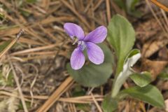 Southern Woodland Violet, Viola hirsutula