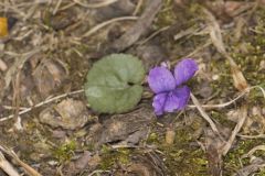Southern Woodland Violet, Viola hirsutula