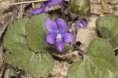 Southern Woodland Violet, Viola hirsutula