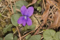 Southern Woodland Violet, Viola hirsutula
