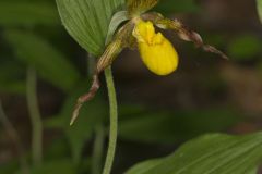 Southern Yellow Lady's Slipper, Cypripedium parviflorum var. parviflorum