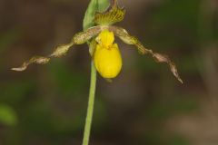 Southern Yellow Lady's Slipper, Cypripedium parviflorum var. parviflorum