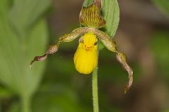 Southern Yellow Lady's Slipper, Cypripedium parviflorum var. parviflorum