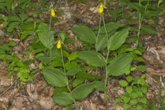 Southern Yellow Lady's Slipper, Cypripedium parviflorum var. parviflorum