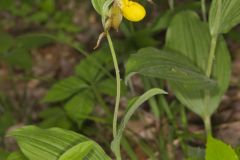 Southern Yellow Lady's Slipper, Cypripedium parviflorum var. parviflorum