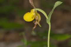 Southern Yellow Lady's Slipper, Cypripedium parviflorum var. parviflorum