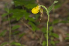 Southern Yellow Lady's Slipper, Cypripedium parviflorum var. parviflorum