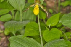 Southern Yellow Lady's Slipper, Cypripedium parviflorum var. parviflorum