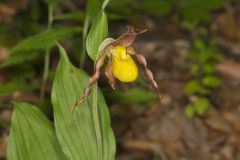 Southern Yellow Lady's Slipper, Cypripedium parviflorum var. parviflorum