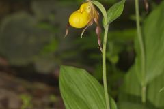 Southern Yellow Lady's Slipper, Cypripedium parviflorum var. parviflorum